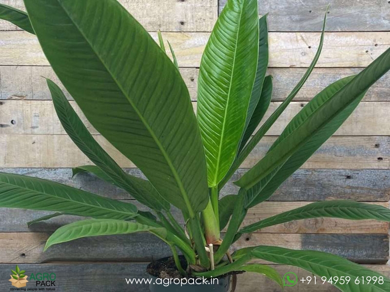 Philodendron-Lynette3