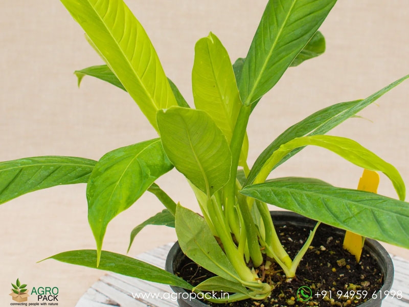 Philodendron-Lynette5