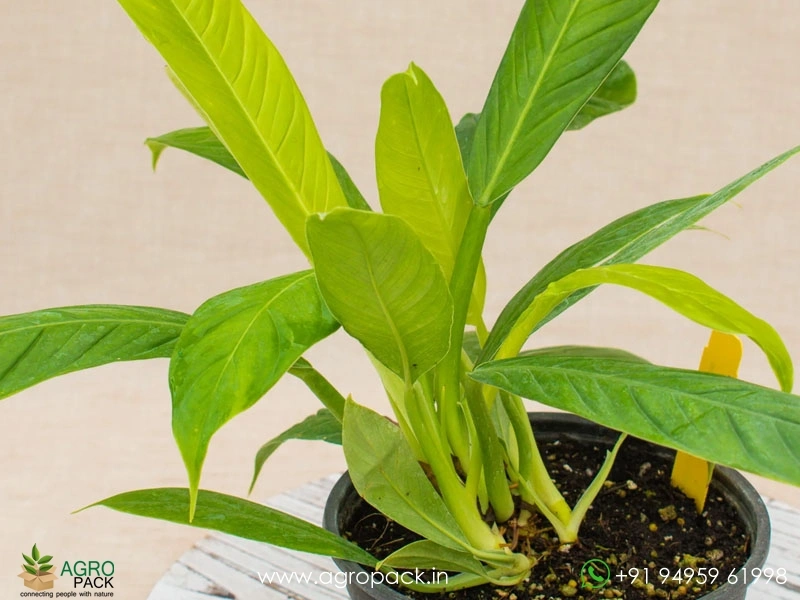 Philodendron-Lynette5