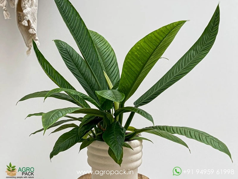 is the zz plant poisonous ZZ Plant (Zamioculcas zamiifolia)