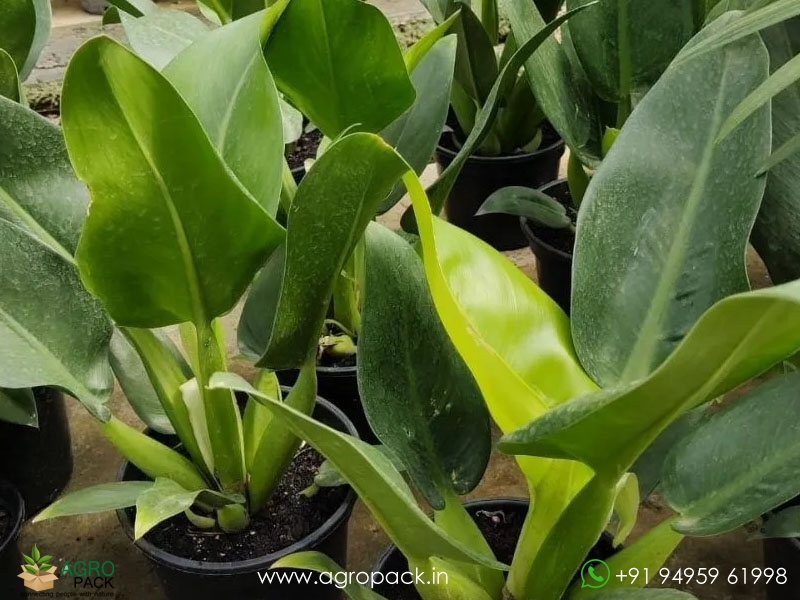 Philodendron-Martianum2