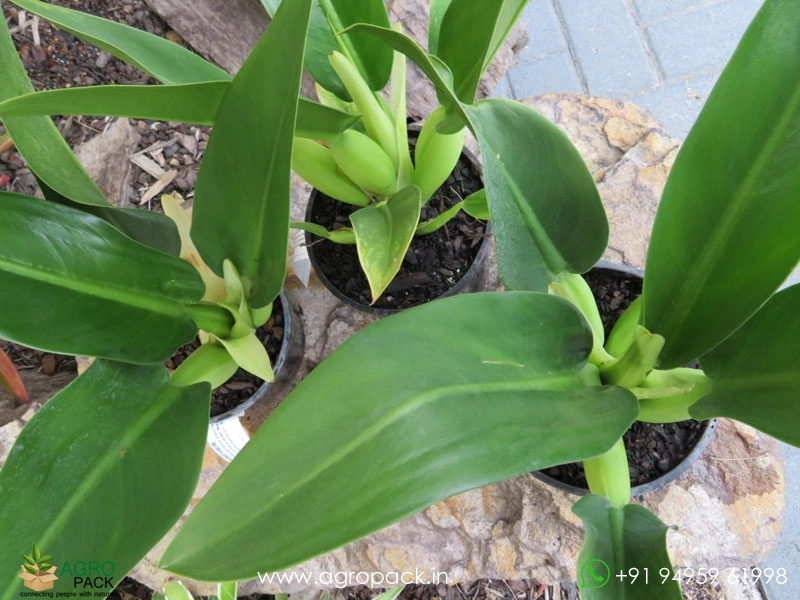 Philodendron-Martianum3