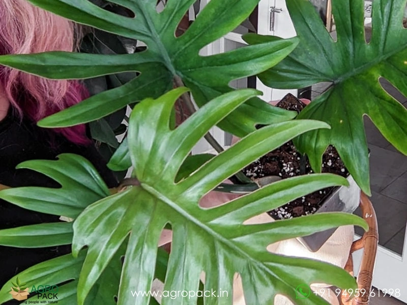 Philodendron Mayoi Plant For Sale In India | Online plant nursery