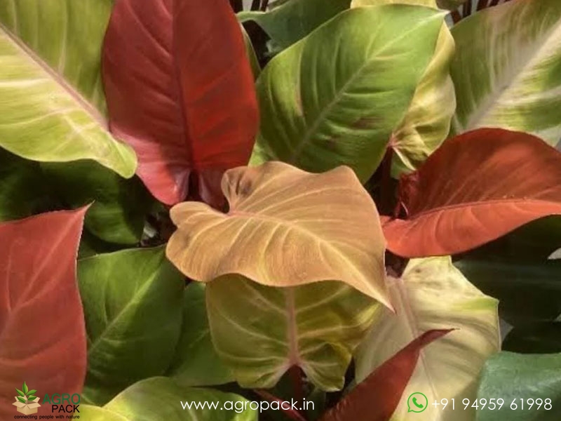 Philodendron-McColley1