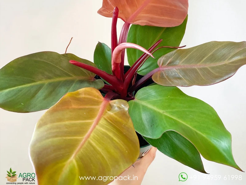 Philodendron-McColley4