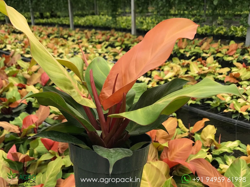 Philodendron-McColley5