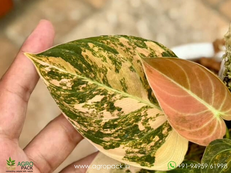 Philodendron-Melanochrysum-Orange-Variegated4