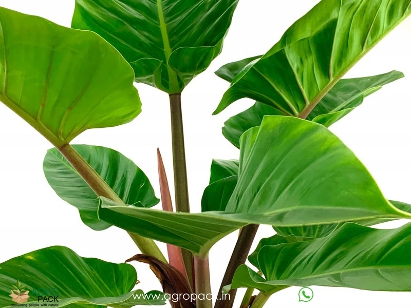 philodendron temptation Philodendron panduriforme main image 1