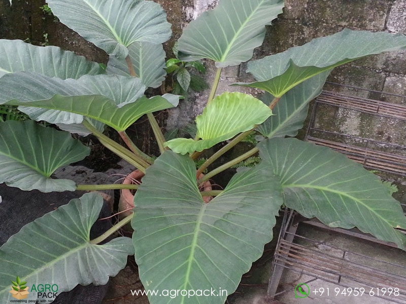 Philodendron-Melinonii2