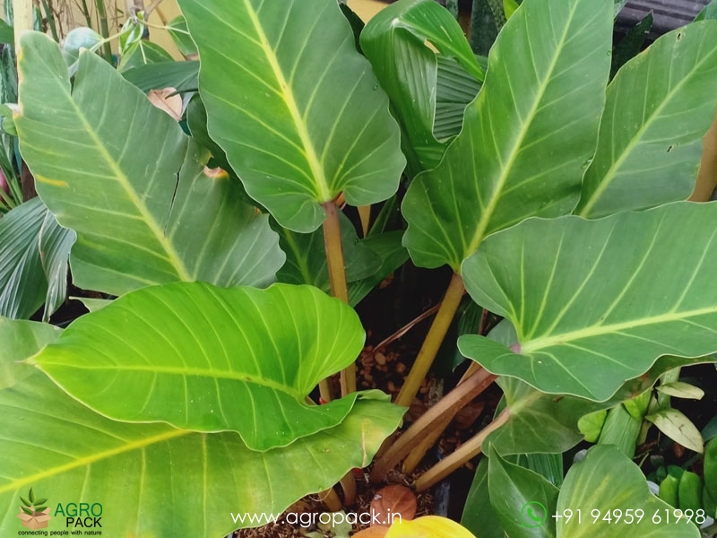 Philodendron-Melinonii3