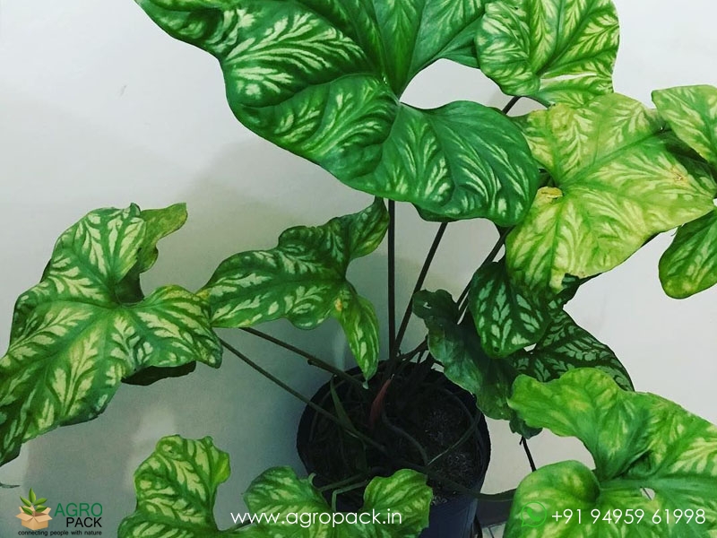 Philodendron-Mirabilis1
