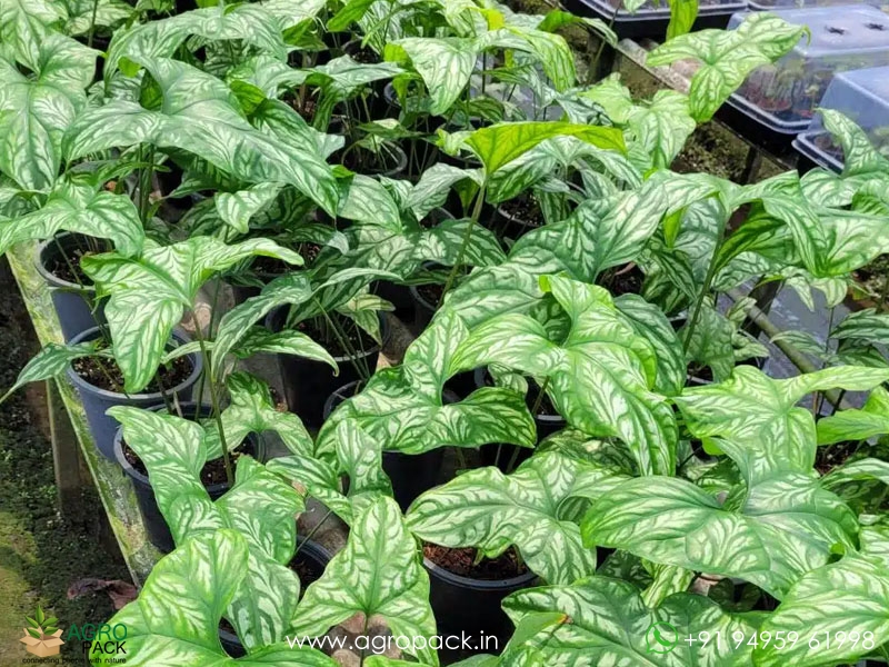 Philodendron-Mirabilis2