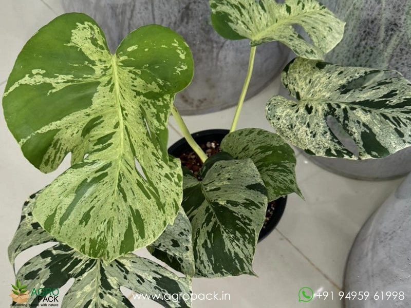 Philodendron-Monstera-Bulbasaur2