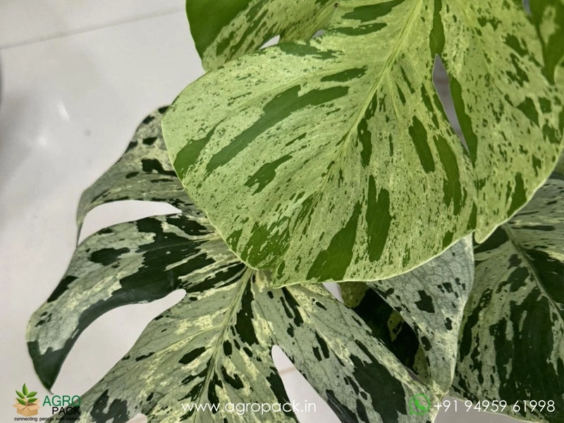 Philodendron-Monstera-Bulbasaur3