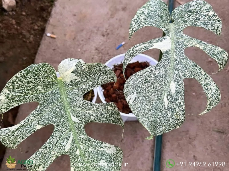 Philodendron Monstera Deliciosa Starlight Plant For Sale In India | Online  plant nursery