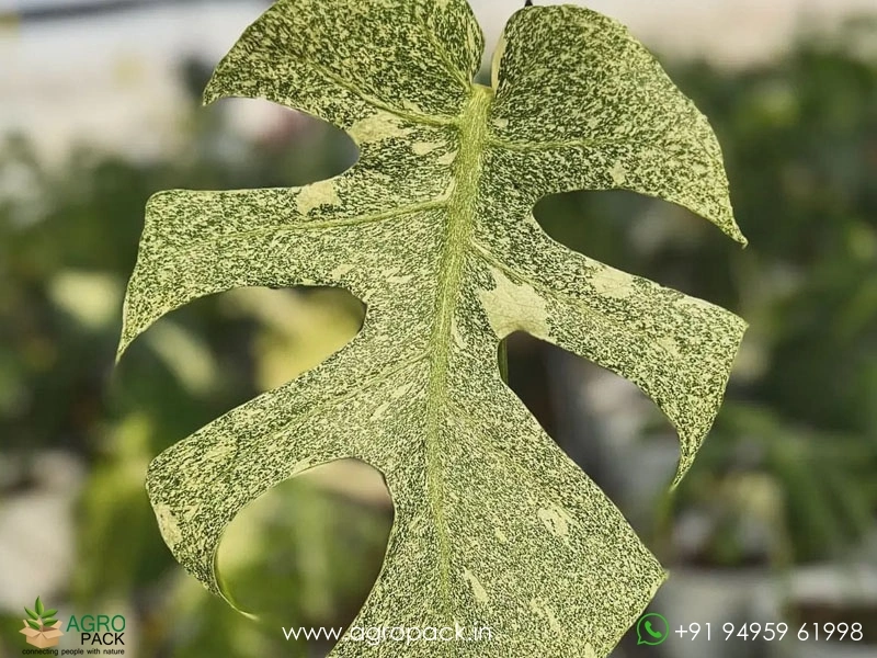 Philodendron Monstera Deliciosa Starlight Plant For Sale In India | Online  plant nursery