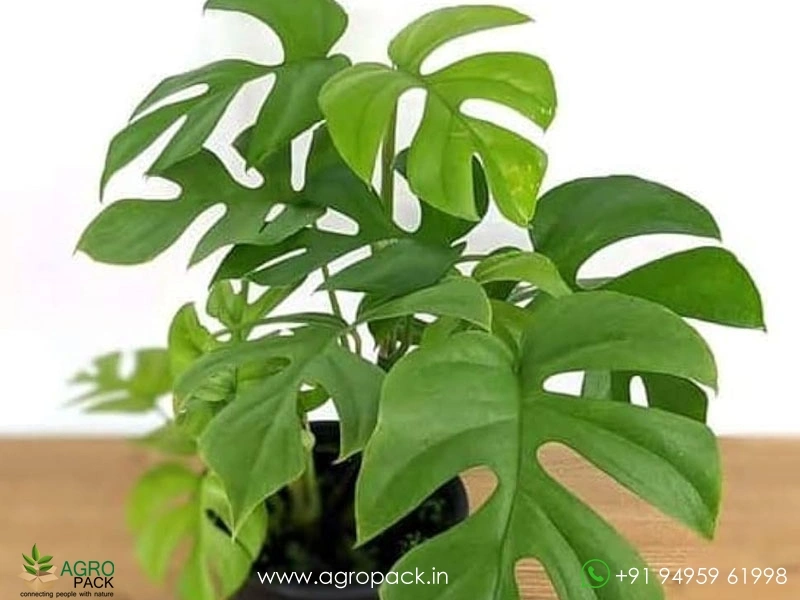 Philodendron-Monstera-Minima1