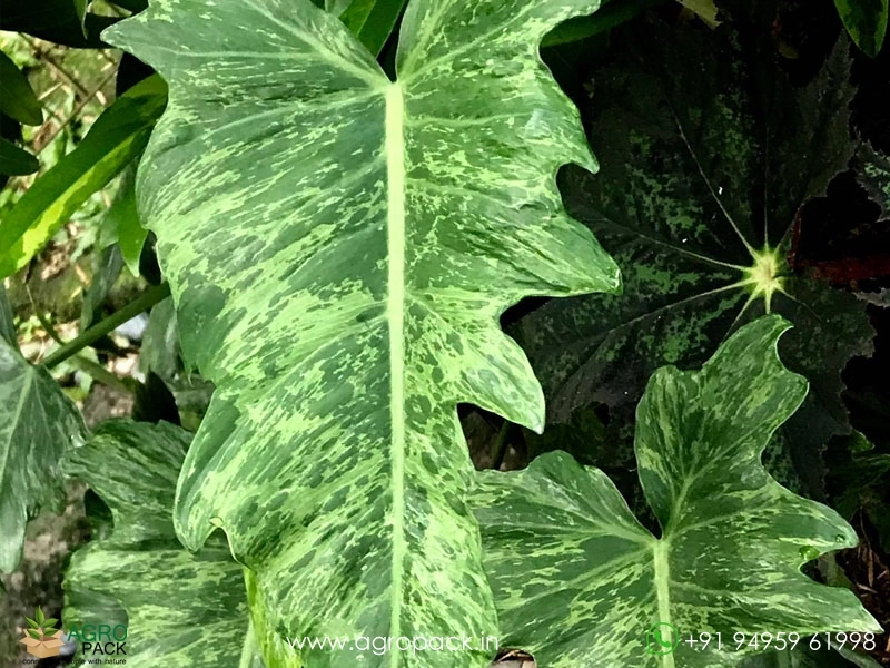 large leaf philodendron plant Philodendron Jungle Fever Variegated Large  Okanoka