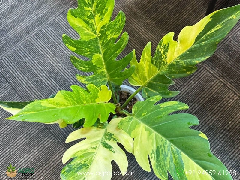 Philodendron-Olympiad-Tricolor-Aurea1