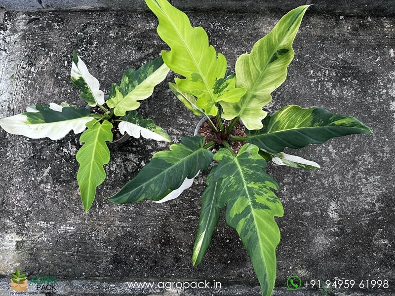 Philodendron-Olympiad-Tricolor-Aurea2