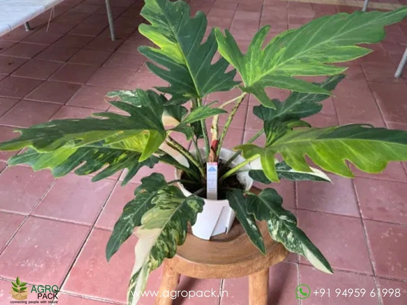Philodendron-Olympiad-Tricolor-Aurea3