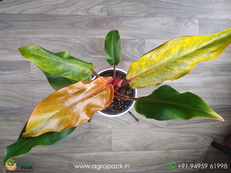 Philodendron-Orange-Marmalade2