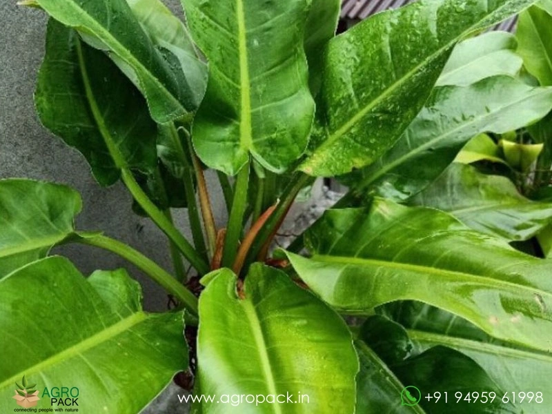 Philodendron-Orlando2