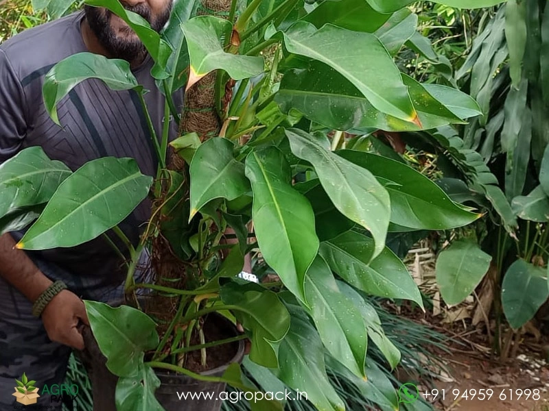 Philodendron-Orlando3