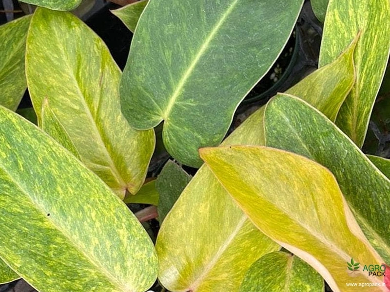 Philodendron-PaintedLady4