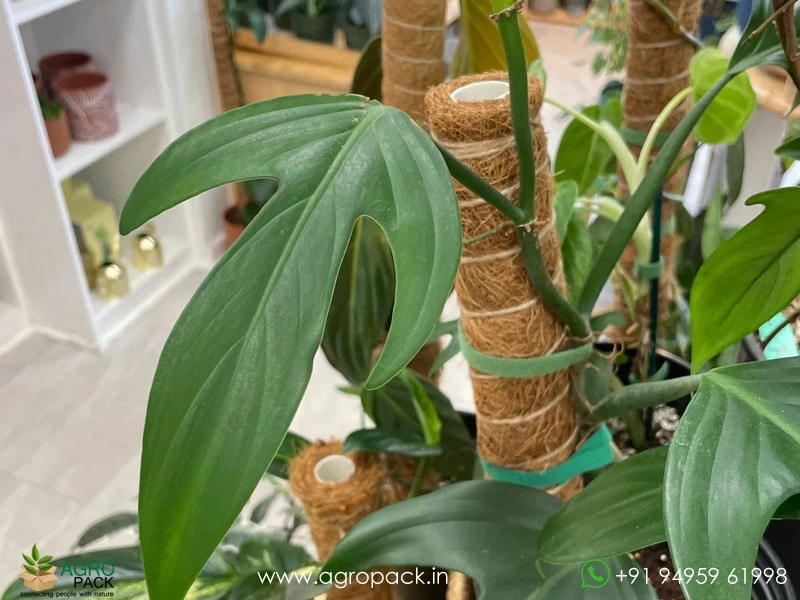 Philodendron-Panduriforme3