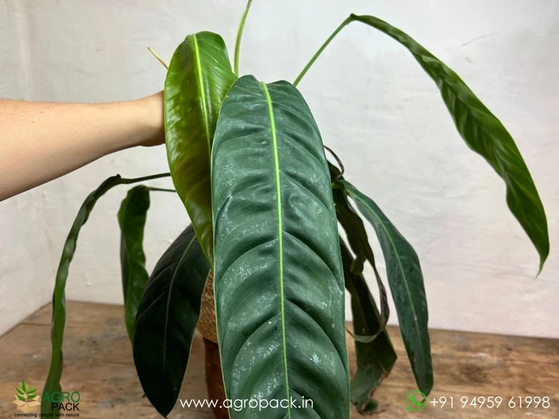 Philodendron-Patriciae2