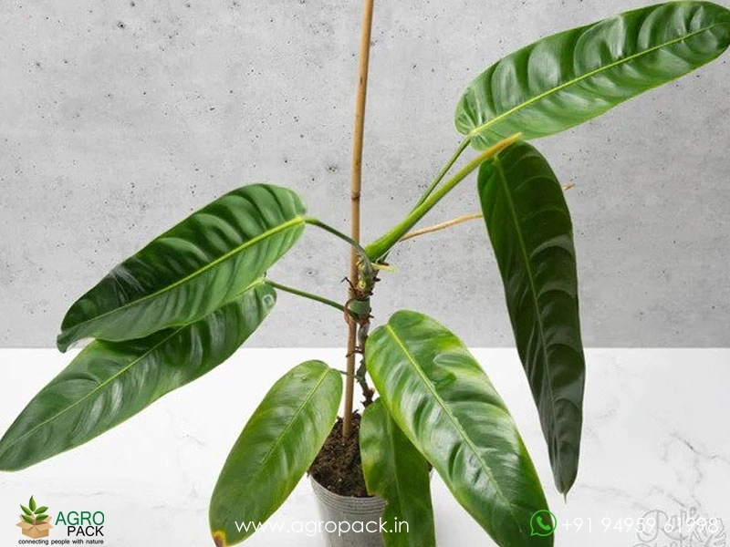 Philodendron-Patriciae5