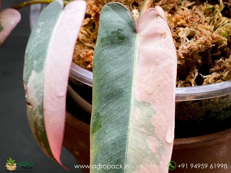 Philodendron-Pink-Atabapoense1