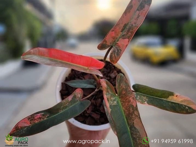 Philodendron-Pink-Atabapoense2