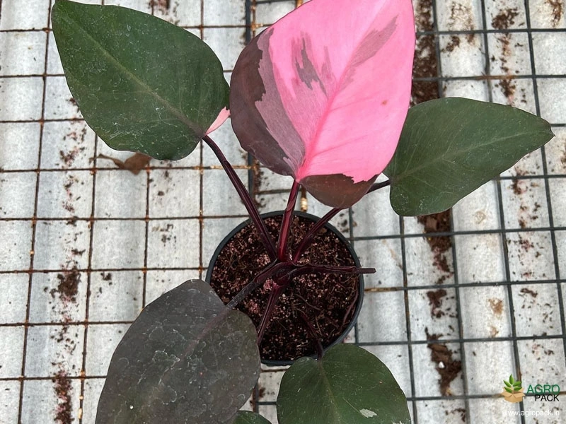 Philodendron-Pink-Princess2