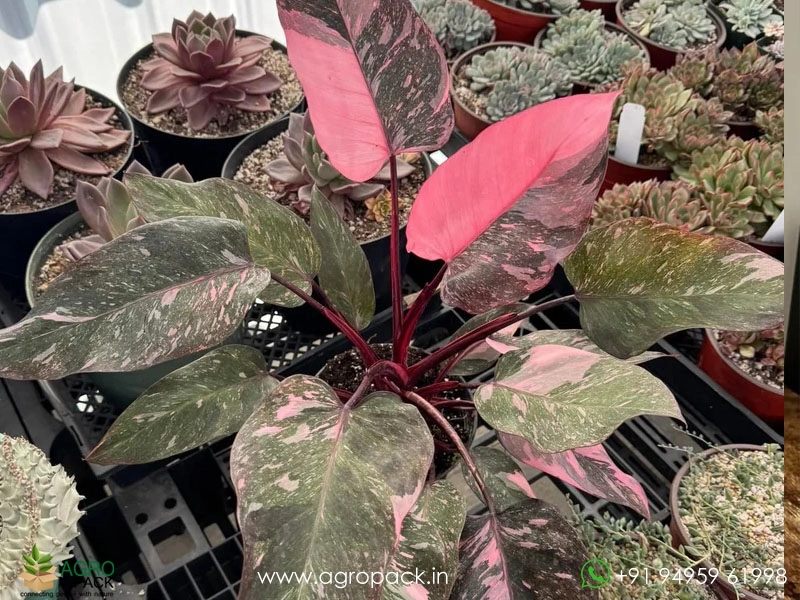 Philodendron-Pink-princess-Marble-Galaxy1