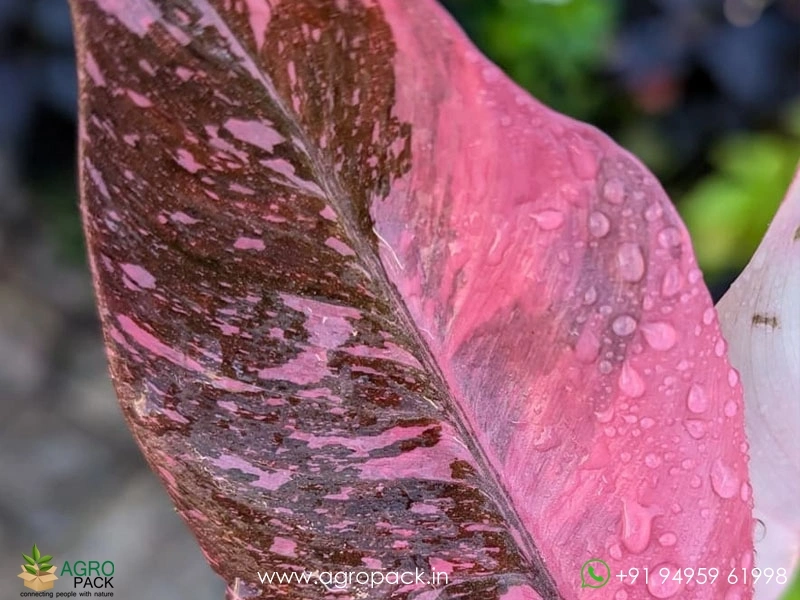 Philodendron-Pink-princess-Marble-Galaxy2