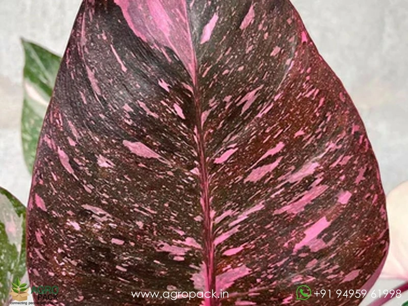 Philodendron-Pink-princess-Marble-Galaxy3
