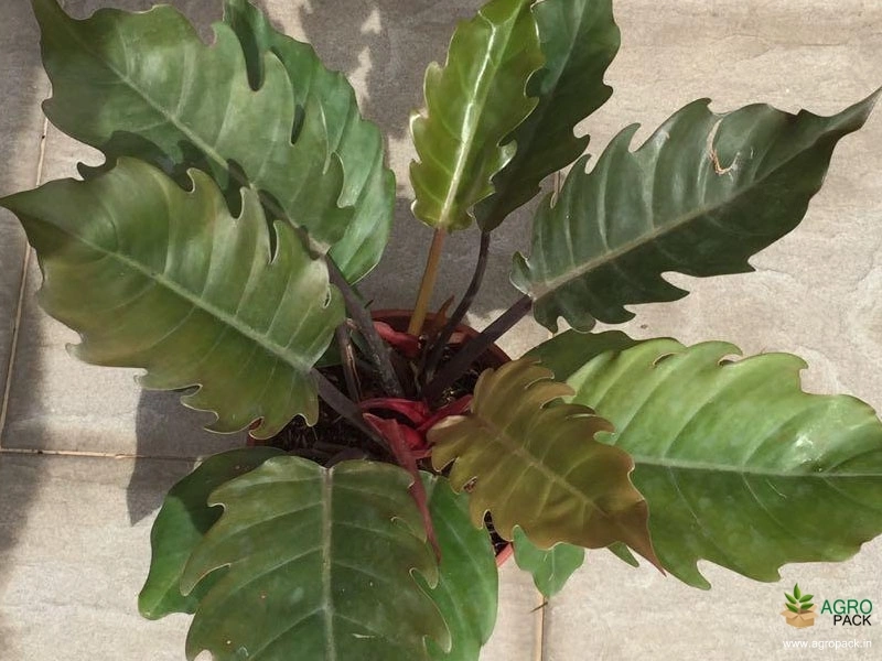 Philodendron-Pluto-Black2