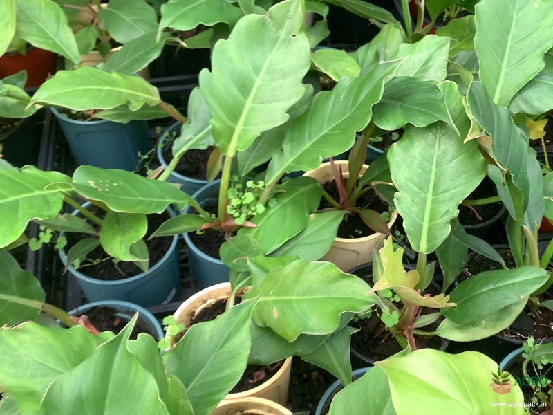 Philodendron-Pluto-Green1