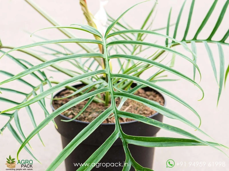 Philodendron-Polypodioides2