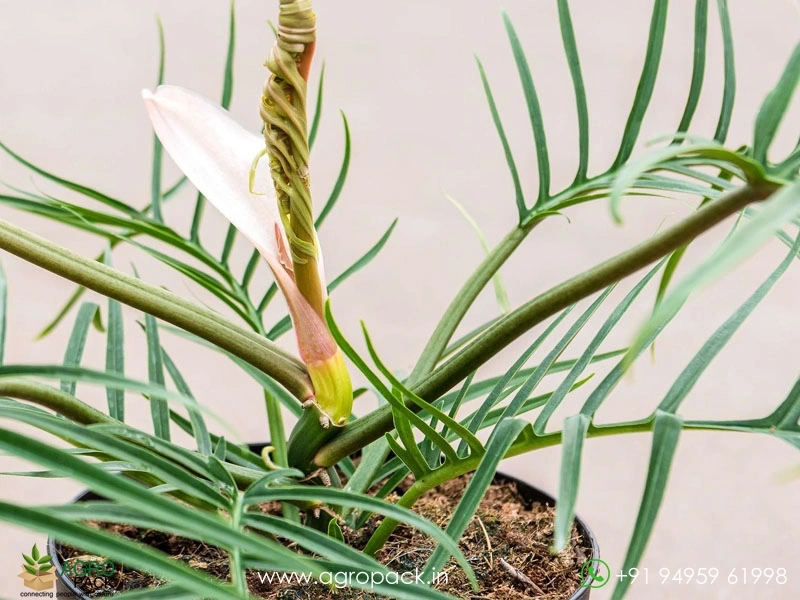 Philodendron-Polypodioides3