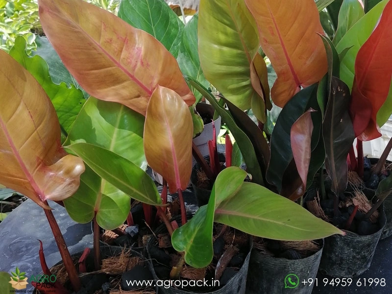 Philodendron Prince Albert Plant For Sale In India | Online plant nursery