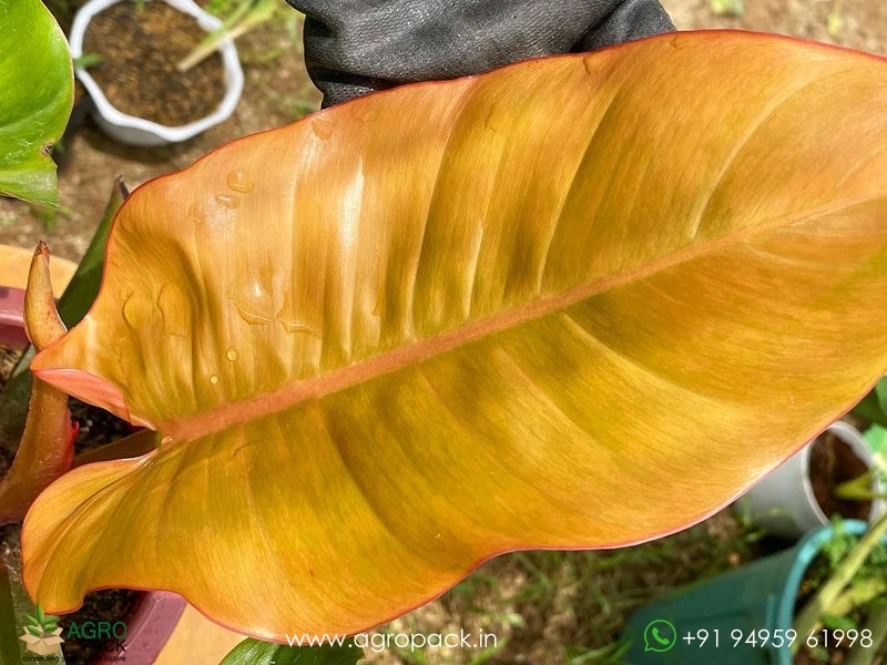 Philodendron Prince Albert Plant For Sale In India | Online plant nursery