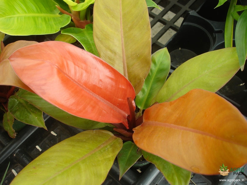 Philodendron-Princess-of-Orange1
