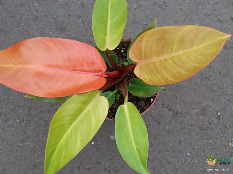 Philodendron-Princess-of-Orange2