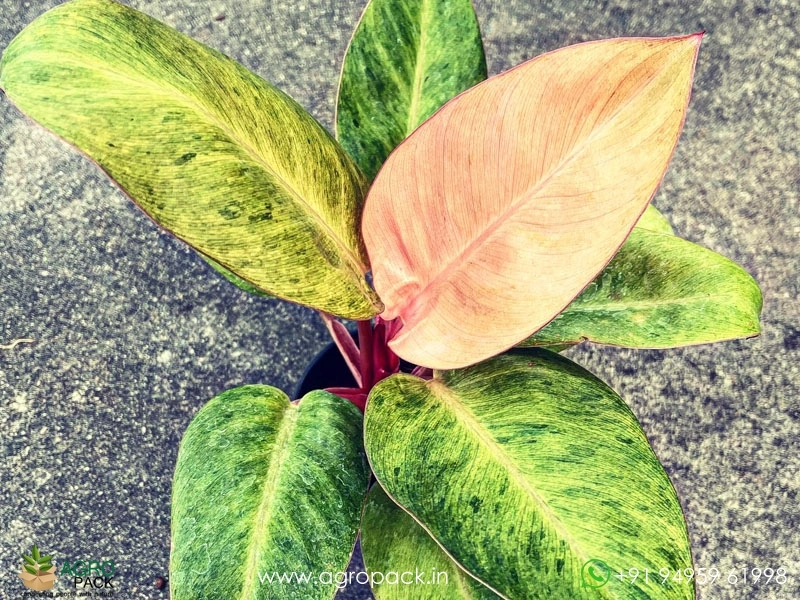 Philodendron-Red-Congo-Mint1