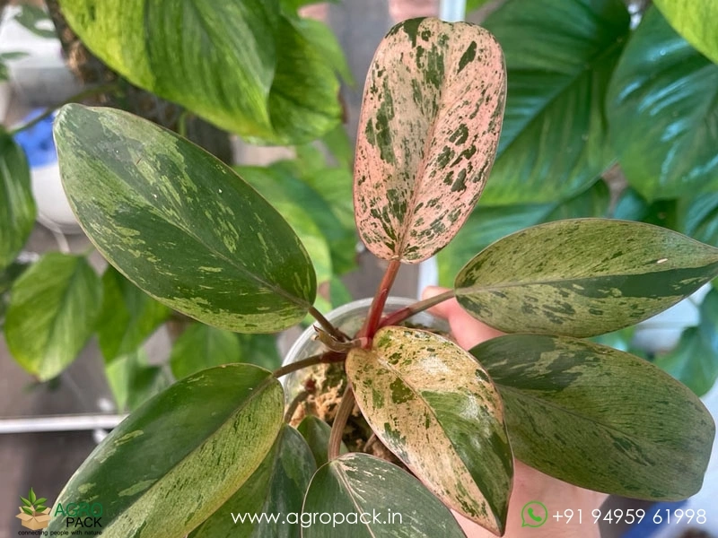 Philodendron-Red-Congo-Mint2