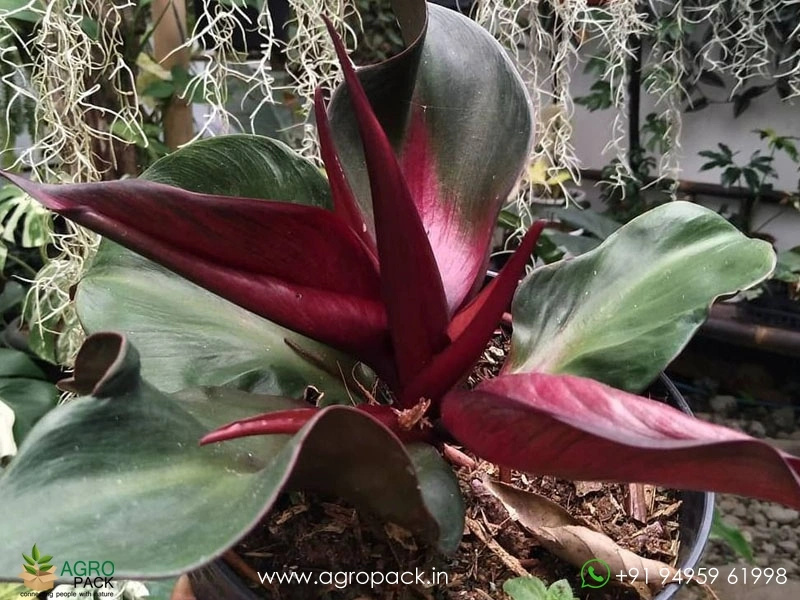 Philodendron-Red-Heart3