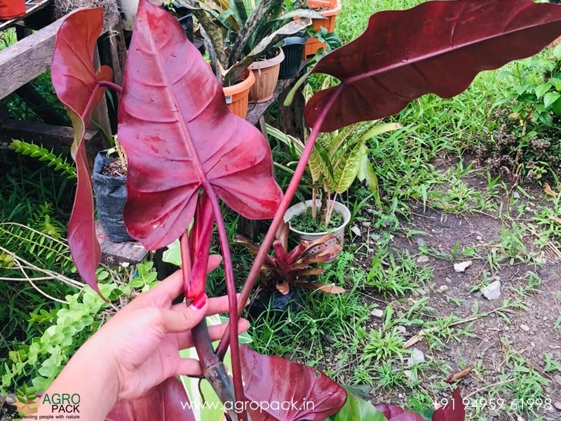 Philodendron-Red-Majesty3